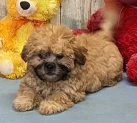 Hayley, a female Shichon for sale in Burns, KS – Photo 1 of 7