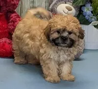 Hayley, a female Shichon for sale in Burns, KS – Photo 6 of 7