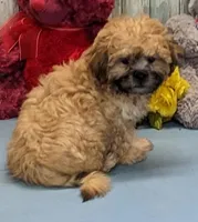 Hayley, a female Shichon for sale in Burns, KS – Photo 2 of 7