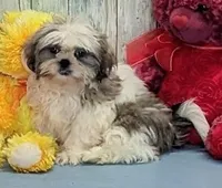 Bobby, a male Shih Tzu for sale in Burns, KS – Photo 4 of 5