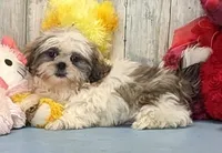 Bobby, a male Shih Tzu for sale in Burns, KS – Photo 2 of 5