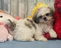 Bobby, a male Shih Tzu for sale in Burns, KS – Photo 1 of 5