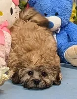 Harriet, a female Shichon for sale in Burns, KS – Photo 5 of 6