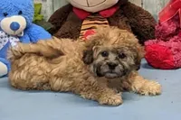 Harriet, a female Shichon for sale in Burns, KS – Photo 2 of 6
