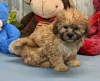 Harriet, a female Shichon for sale in Burns, KS – Photo 6 of 6