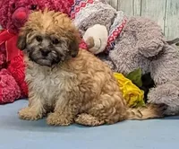 Harriet, a female Shichon for sale in Burns, KS – Photo 1 of 6