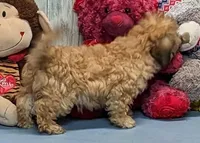 Harriet, a female Shichon for sale in Burns, KS – Photo 4 of 6