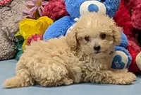 Dannie, a male Poochon for sale in Burns, KS – Photo 4 of 5