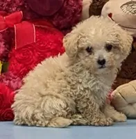 Dannie, a male Poochon for sale in Burns, KS – Photo 2 of 5