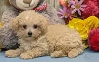 Dannie, a male Poochon for sale in Burns, KS – Photo 1 of 5