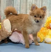 Kyle, a male Pomeranian for sale in Burns, KS – Photo 3 of 8