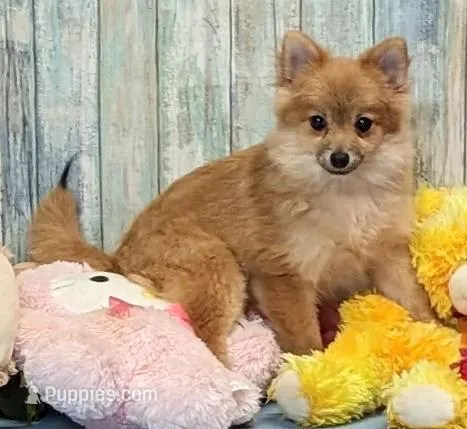 Kyle – Pomeranian puppy for sale in Burns, KS