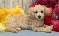 Danny, a male Poochon for sale in Burns, KS – Photo 5 of 6