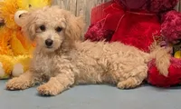 Danny, a male Poochon for sale in Burns, KS – Photo 2 of 6
