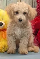 Danny, a male Poochon for sale in Burns, KS – Photo 3 of 6