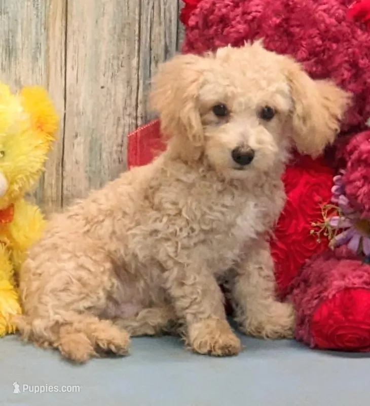 Danny – Poochon puppy for sale in Burns, KS