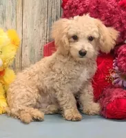 Danny, a male Poochon for sale in Burns, KS – Photo 1 of 6