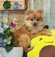 Kyle, a male Pomeranian for sale in Burns, KS – Photo 1 of 8