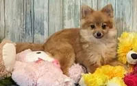 Kyle, a male Pomeranian for sale in Burns, KS – Photo 3 of 8