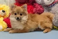 Kyle, a male Pomeranian for sale in Burns, KS – Photo 6 of 8