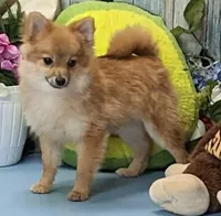 Kyle, a male Pomeranian for sale in Burns, KS – Photo 2 of 8