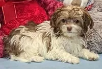 Tawni, a female Havanese for sale in Burns, KS – Photo 3 of 4