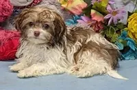 Tawni, a female Havanese for sale in Burns, KS – Photo 2 of 4