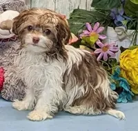 Tawni, a female Havanese for sale in Burns, KS – Photo 4 of 4