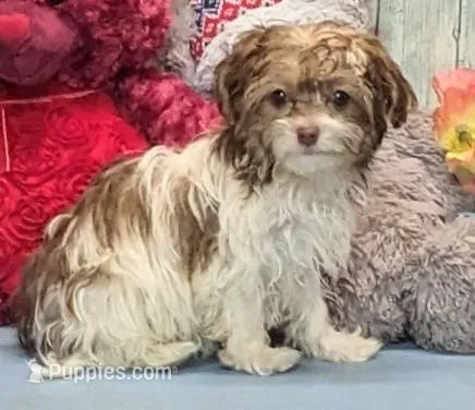 Tawni – Havanese puppy for sale in Burns, KS