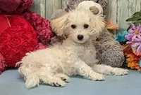Yolonda, a female Poochon for sale in Burns, KS – Photo 4 of 5