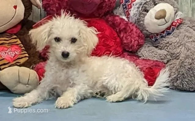 Yolonda – Poochon puppy for sale in Burns, KS