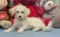 Yolonda, a female Poochon for sale in Burns, KS – Photo 1 of 5