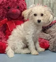 Yolonda, a female Poochon for sale in Burns, KS – Photo 5 of 5