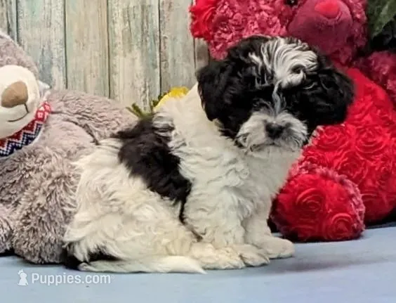 Hank – Shichon puppy for sale in Burns, KS