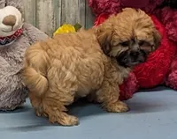 Haylee, a female Shichon for sale in Burns, KS – Photo 1 of 7