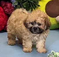 Haylee, a female Shichon for sale in Burns, KS – Photo 6 of 7