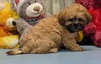 Haylee, a female Shichon for sale in Burns, KS – Photo 3 of 7