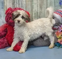 Finley, a male Poodle - Miniature  and Havamalt for sale in Burns, KS – Photo 1 of 6