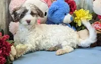 Finley, a male Poodle - Miniature  and Havamalt for sale in Burns, KS – Photo 5 of 6