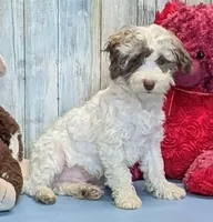 Finley, a male Poodle - Miniature  and Havamalt for sale in Burns, KS – Photo 4 of 6