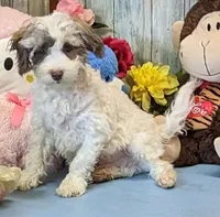 Finley, a male Poodle - Miniature  and Havamalt for sale in Burns, KS – Photo 3 of 6