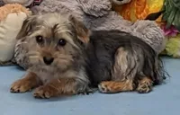 Perry, a male Yorkshire Terrier for sale in Burns, KS – Photo 6 of 8