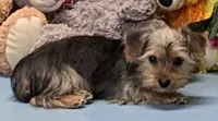 Perry, a male Yorkshire Terrier for sale in Burns, KS – Photo 3 of 8
