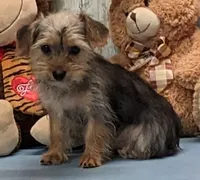 Perry, a male Yorkshire Terrier for sale in Burns, KS – Photo 2 of 8