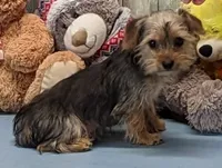 Perry, a male Yorkshire Terrier for sale in Burns, KS – Photo 5 of 8