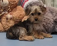 Perry, a male Yorkshire Terrier for sale in Burns, KS – Photo 1 of 8