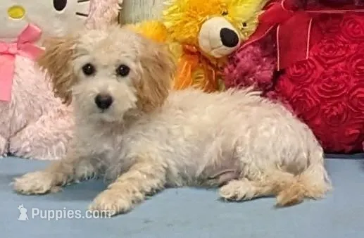 Yossi – Poochon puppy for sale in Burns, KS