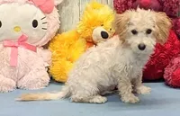 Yossi, a male Poochon for sale in Burns, KS – Photo 2 of 4