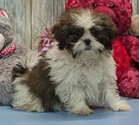 Ted, a male Shih Tzu for sale in Burns, KS – Photo 1 of 4