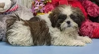 Ted, a male Shih Tzu for sale in Burns, KS – Photo 3 of 4
